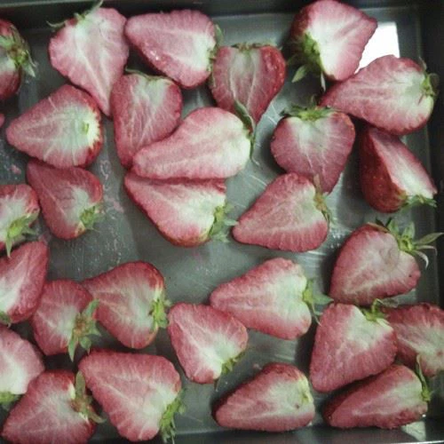 Vacuum Food Freeze Dryer suppliers